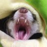 Profilbild von 猫まんま