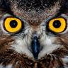 Norm Mazlin's profile picture