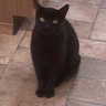 Salem The Cat 的头像