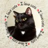 🐈Cat Fan Forever 🐈's profile picture