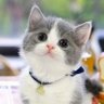 figter's profile picture