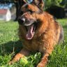 Leobug profil fotoğrafı
