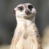 Akunamatatha profil fotoğrafı