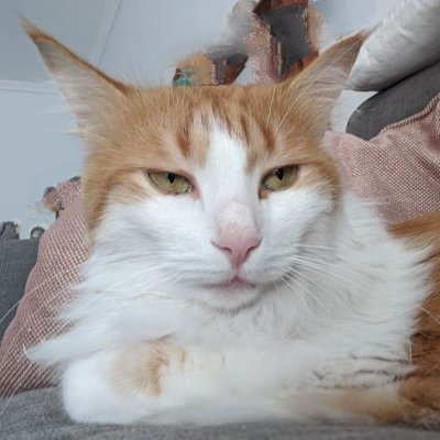 Смрт фашизму @panxnotded@kolektiva.social's profile picture