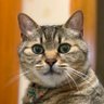 しばぴろ's profile picture
