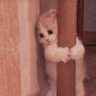 Vitoria 1245's profile picture