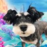 ∪∵∪タム🌈🐾サム's profile picture