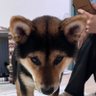 ハム生 profil fotoğrafı