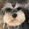 schnauzer sozee profil fotoğrafı