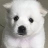 Francis's profile picture