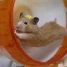 すずなお's profile picture