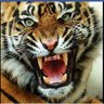 chaitu tiger 的头像