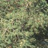 Фото профиля sylven🌲🪶🍁🌿🍂🍄🦌