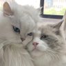 油条 profil fotoğrafı