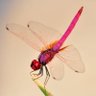 libellularibelle profil fotoğrafı