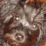 Фото профиля PetMyDogs