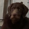 Profilbild von H