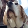 Di Jones 🐾 profil fotoğrafı