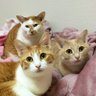 花ももふく幸's profile picture