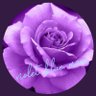 violetbluemoon profil fotoğrafı