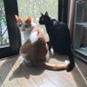 Taikeibar's profile picture