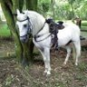 Caballo Rucio's profile picture