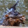 Otter Time 的头像
