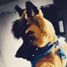 Apollo Shinn @Canthrofur & FWA 25's profile picture