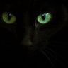 Raphael Evi's profile picture