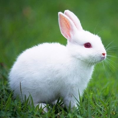 Rabbit Lovers Community USA's profile picture