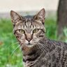 McBreezy🇺🇸 profil fotoğrafı