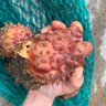 Profilbild von さざなみ海産