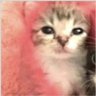 Brissa 🌸 profil fotoğrafı