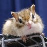シマリス ルカ♀ profil fotoğrafı