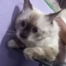cemong menggoda profil fotoğrafı