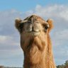 Profilbild von The Camel 🌳