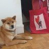 ShibAvocate 🥑 🦊 💙💛 profil fotoğrafı
