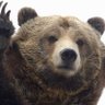 Profilbild von A Literal Bear