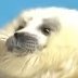 Profilbild von nWoサヤカ