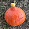 Profilbild von Gartenfreund