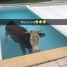 Wablo profil fotoğrafı