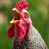 RandomChicken's profile picture