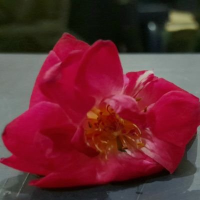 uswa khan's profile picture