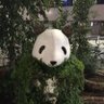 タコパンダ profil fotoğrafı