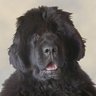 denver14's profile picture