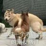 Profilbild von 张天元