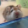 lemon's profile picture