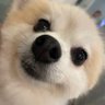 さくちゃんぷー's profile picture