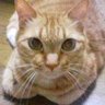 Nagikata's profile picture
