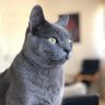 Blue Le Chat profil fotoğrafı